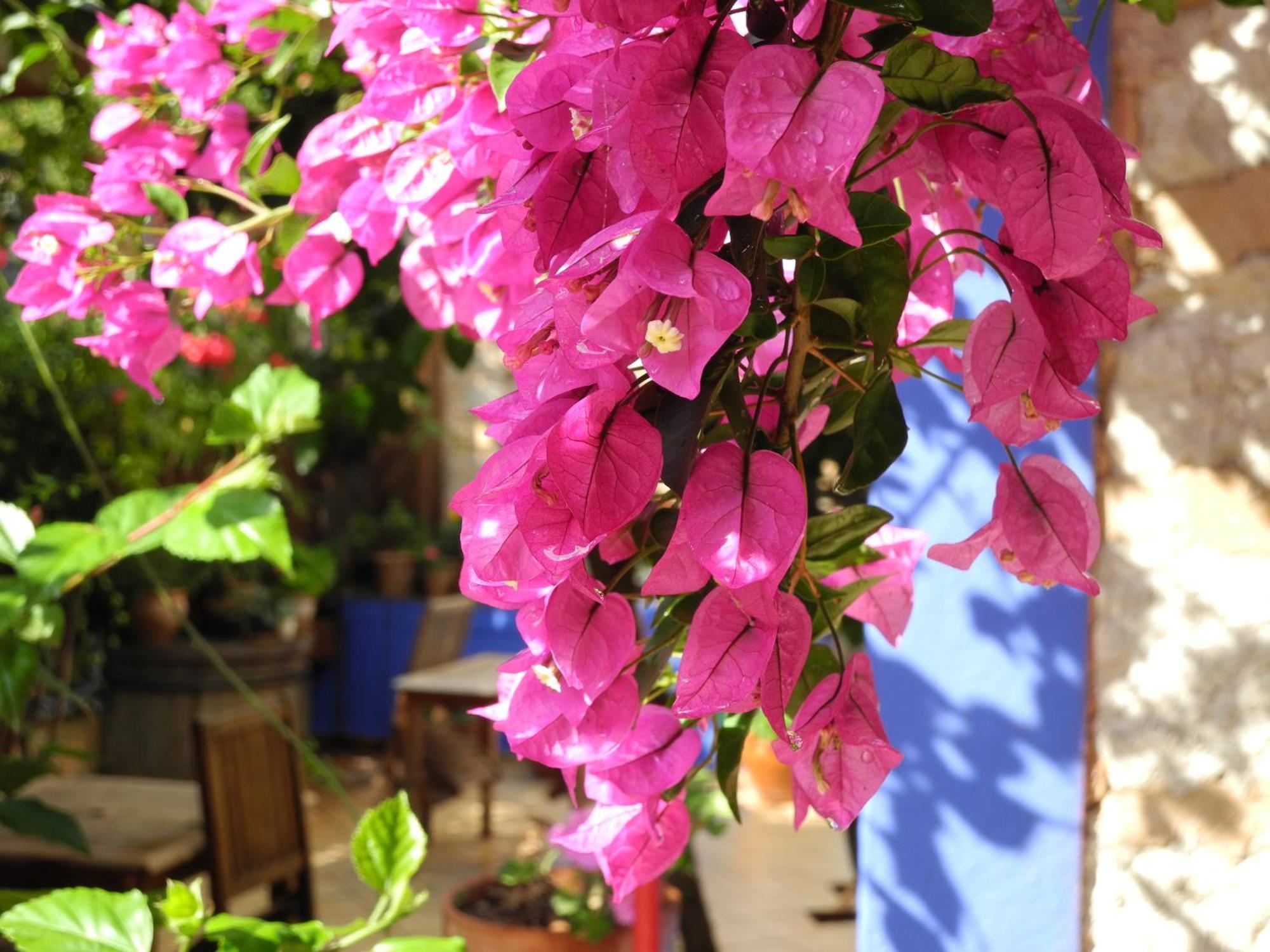 Hotel Casa Bougainvillea Sóller Zewnętrze zdjęcie